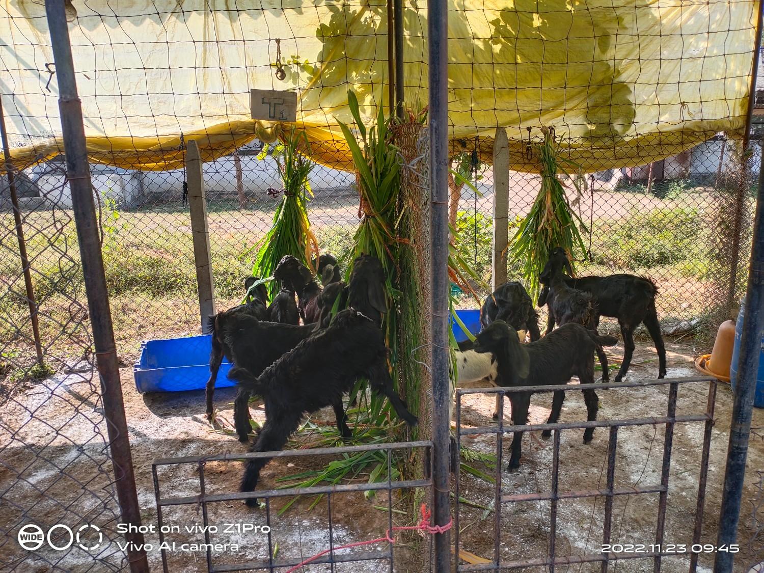 Feeding Of Goats During ETP